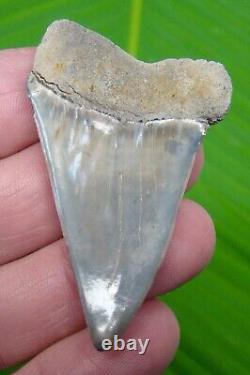 Mako Shark Tooth 2 & 3/8 Exellent Quality Rare Lee Creek Aurora