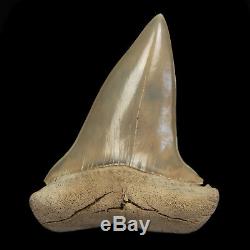 Mako Shark Tooth Fossil from Lee Creek Aurora, Megalodon era Finest Quality