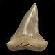 Mako Shark Tooth Fossil From Lee Creek Aurora, Megalodon Era Finest Quality