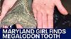 Maryland Girl Finds Megalodon Tooth Along Calvert County Beach Fox 5 Dc
