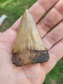 Massive 2.9 Great White Shark Tooth Fossil not a megalodon from Bone Valley