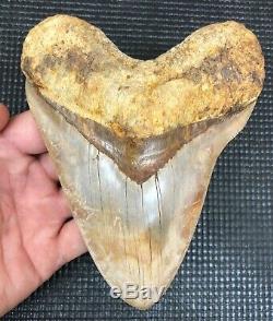 Massive 5.94 Indonesian MEGALODON Fossil Shark Teeth, REAL tooth