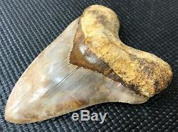 Massive 5.94 Indonesian MEGALODON Fossil Shark Teeth, REAL tooth