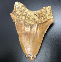 Massive 6.03 Indonesian MEGALODON Fossil Shark Teeth, awesome REAL tooth