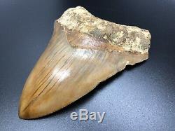 Massive 6.03 Indonesian MEGALODON Fossil Shark Teeth, awesome REAL tooth