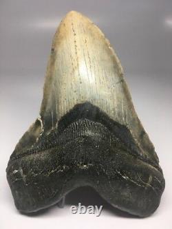 Massive 6.04 Megalodon Tooth Fossil Shark Teeth Monster Huge 1258