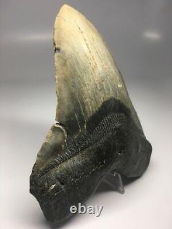 Massive 6.04 Megalodon Tooth Fossil Shark Teeth Monster Huge 1258