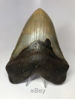 Massive 6.15 Huge Megalodon Fossil Shark Tooth Rare AMAZING 2604
