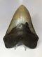 Massive 6.15 Huge Megalodon Fossil Shark Tooth Rare Amazing 2604
