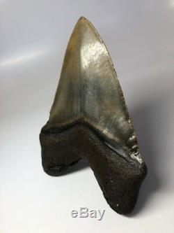 Massive 6.15 Huge Megalodon Fossil Shark Tooth Rare AMAZING 2604