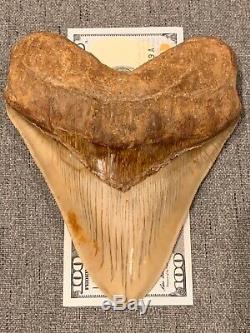 Massive 6.2 Chilean Megalodon Shark Tooth Fossil 1lb 4oz, Investment Grade Rare