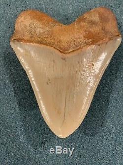 Massive 6.2 Chilean Megalodon Shark Tooth Fossil 1lb 4oz, Investment Grade Rare