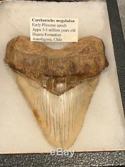 Massive 6.2 Chilean Megalodon Shark Tooth Fossil 1lb 4oz, Investment Grade Rare