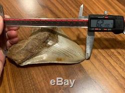 Massive 6.2 Chilean Megalodon Shark Tooth Fossil 1lb 4oz, Investment Grade Rare