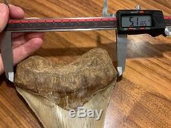 Massive 6.2 Chilean Megalodon Shark Tooth Fossil 1lb 4oz, Investment Grade Rare