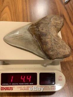 Massive 6.2 Chilean Megalodon Shark Tooth Fossil 1lb 4oz, Investment Grade Rare