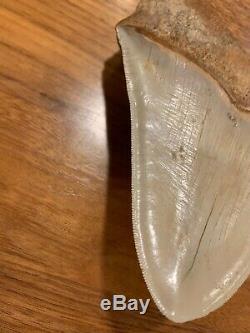 Massive 6.2 Chilean Megalodon Shark Tooth Fossil 1lb 4oz, Investment Grade Rare