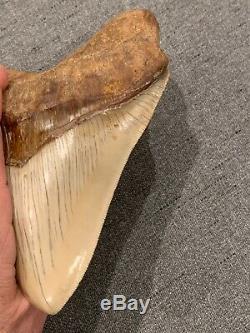 Massive 6.2 Chilean Megalodon Shark Tooth Fossil 1lb 4oz, Investment Grade Rare