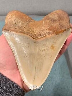 Massive 6.2 Chilean Megalodon Shark Tooth Fossil 1lb 4oz, Investment Grade Rare