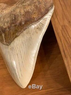 Massive 6.2 Chilean Megalodon Shark Tooth Fossil 1lb 4oz, Investment Grade Rare