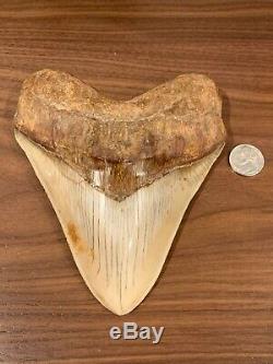 Massive 6.2 Chilean Megalodon Shark Tooth Fossil 1lb 4oz, Investment Grade Rare