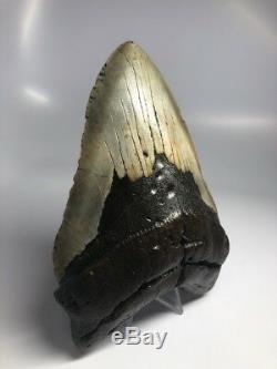 Massive 6.36 Huge Megalodon Fossil Shark Tooth Rare Real 1879