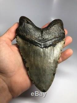 Massive 6.36 Huge Megalodon Fossil Shark Tooth Rare Real 1879