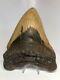 Massive 6.48 Real Megalodon Fossil Shark Tooth Rare Huge 2255