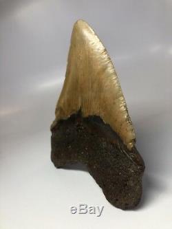 Massive 6.48 REAL Megalodon Fossil Shark Tooth Rare Huge 2255