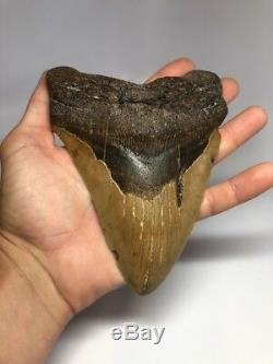 Massive 6.48 REAL Megalodon Fossil Shark Tooth Rare Huge 2255
