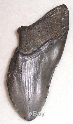 Massive 75% Complete 6 3/16 Fossil MEGALODON Shark Tooth