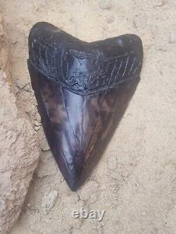 Massive Beautiful 6.47 Megalodon Tooth Fossil Shark Teeth