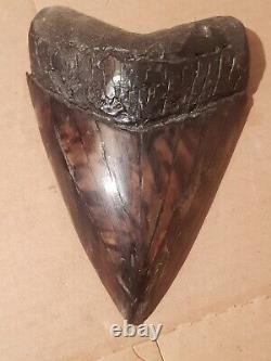 Massive Beautiful 6.47 Megalodon Tooth Fossil Shark Teeth