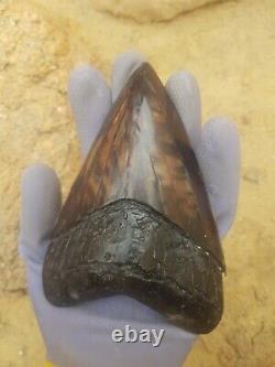 Massive Beautiful 6.47 Megalodon Tooth Fossil Shark Teeth