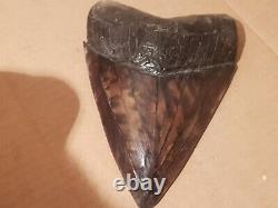 Massive Beautiful 6.47 Megalodon Tooth Fossil Shark Teeth