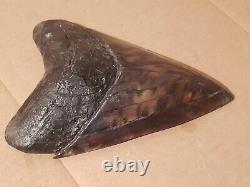 Massive Beautiful 6.47 Megalodon Tooth Fossil Shark Teeth