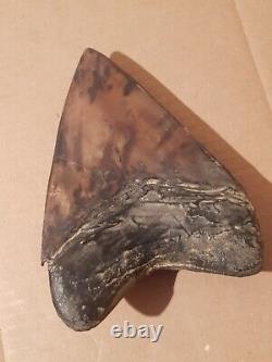 Massive Beautiful 6.47 Megalodon Tooth Fossil Shark Teeth