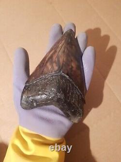 Massive Beautiful 6.47 Megalodon Tooth Fossil Shark Teeth