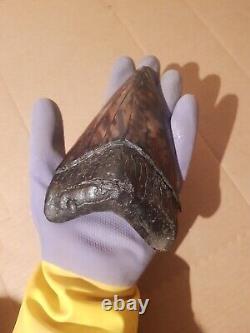 Massive Beautiful 6.47 Megalodon Tooth Fossil Shark Teeth