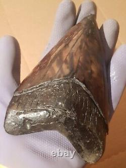 Massive Beautiful 6.47 Megalodon Tooth Fossil Shark Teeth