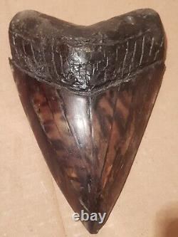 Massive Beautiful 6.47 Megalodon Tooth Fossil Shark Teeth