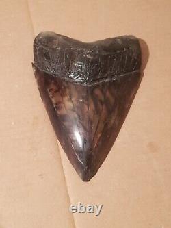 Massive Beautiful 6.47 Megalodon Tooth Fossil Shark Teeth