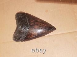 Massive Beautiful 6.47 Megalodon Tooth Fossil Shark Teeth