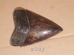 Massive Beautiful 6.47 Megalodon Tooth Fossil Shark Teeth