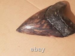 Massive Beautiful 6.47 Megalodon Tooth Fossil Shark Teeth