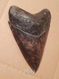 Massive Beautiful 6.47 Megalodon Tooth Fossil Shark Teeth