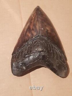 Massive Beautiful 6.47 Megalodon Tooth Fossil Shark Teeth