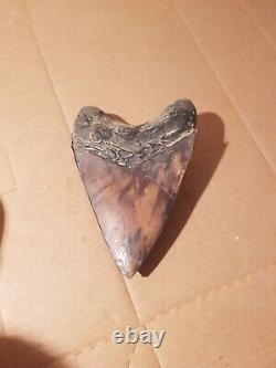 Massive Beautiful 6.47 Megalodon Tooth Fossil Shark Teeth