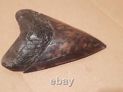 Massive Beautiful 6.47 Megalodon Tooth Fossil Shark Teeth