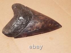 Massive Beautiful 6.47 Megalodon Tooth Fossil Shark Teeth